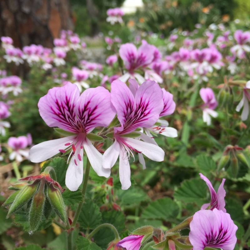 Birch-leaved Pelargonium Pelargonium betulinum